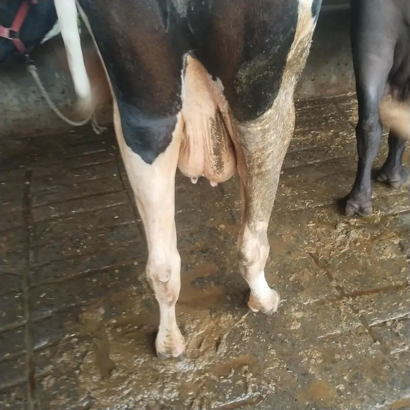Frisian gai — photo 3