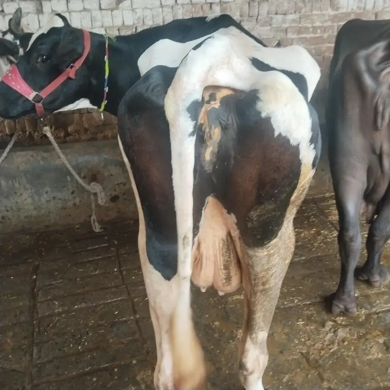 Frisian gai — photo 4
