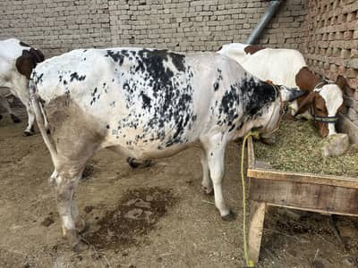 2 month pregnant cholistani jersey cross cow for sale