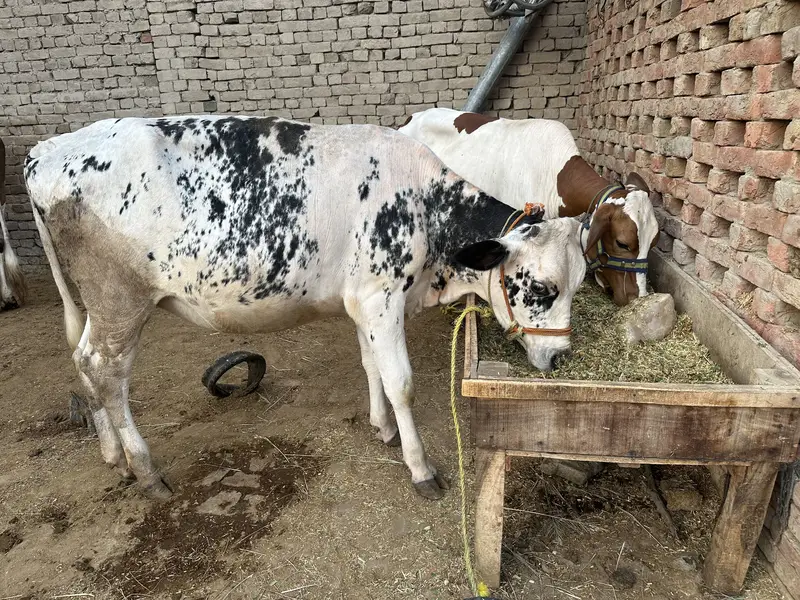 2 month pregnant cholistani jersey cross cow for sale — photo 2