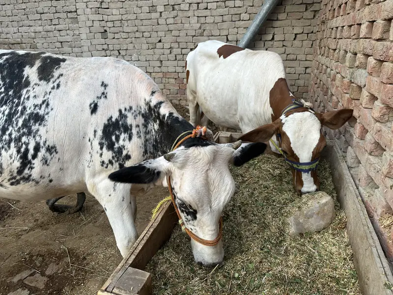 2 month pregnant cholistani jersey cross cow for sale — photo 3