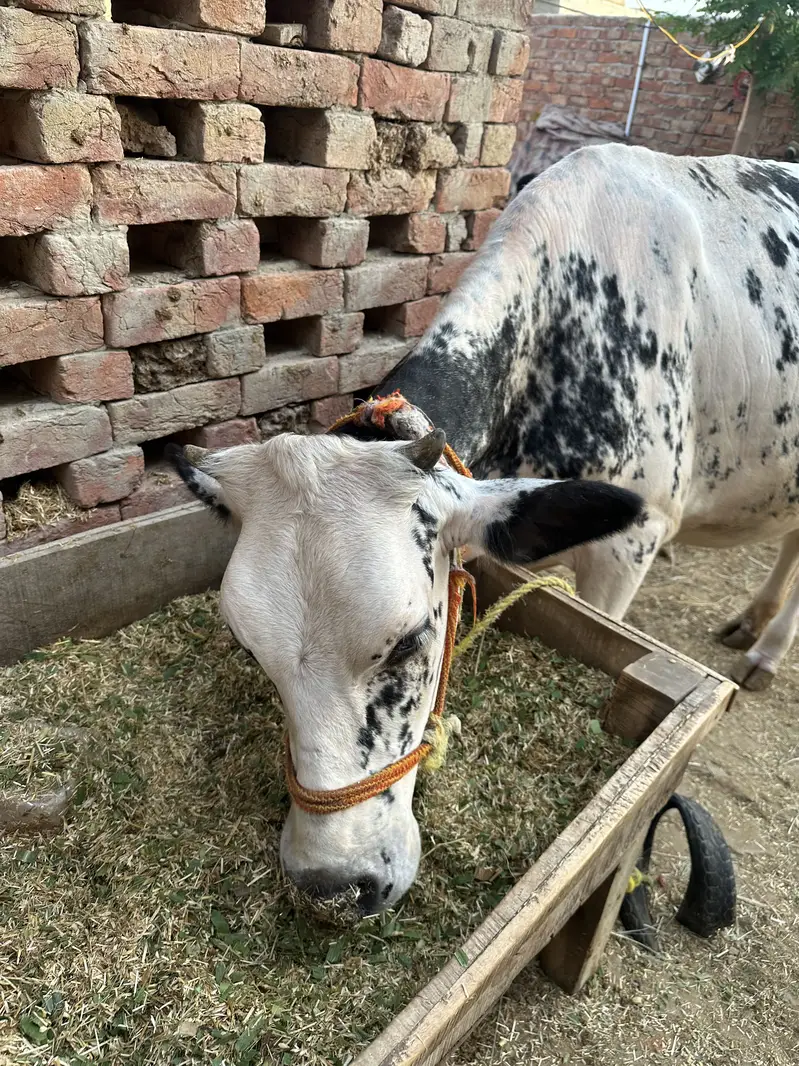 2 month pregnant cholistani jersey cross cow for sale — photo 4