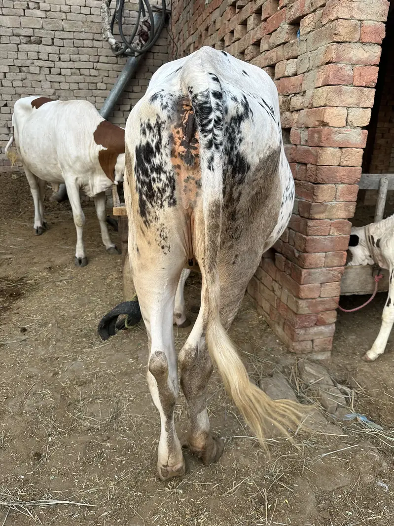 2 month pregnant cholistani jersey cross cow for sale — photo 5