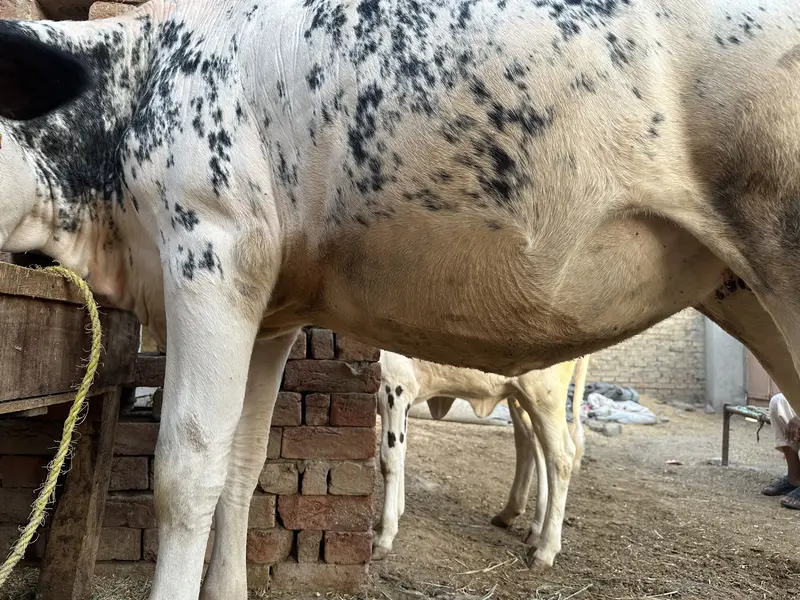 2 month pregnant cholistani jersey cross cow for sale — photo 6