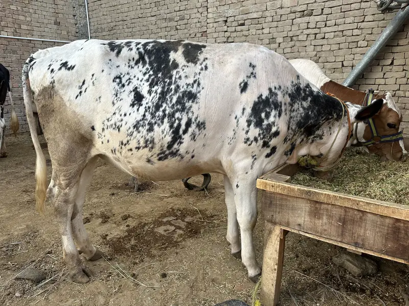 2 month pregnant cholistani jersey cross cow for sale — photo 7