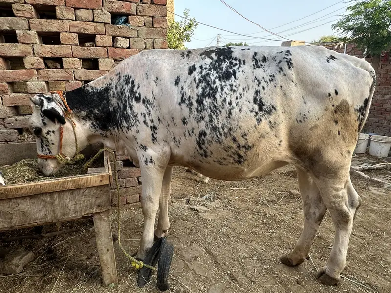 2 month pregnant cholistani jersey cross cow for sale — photo 8