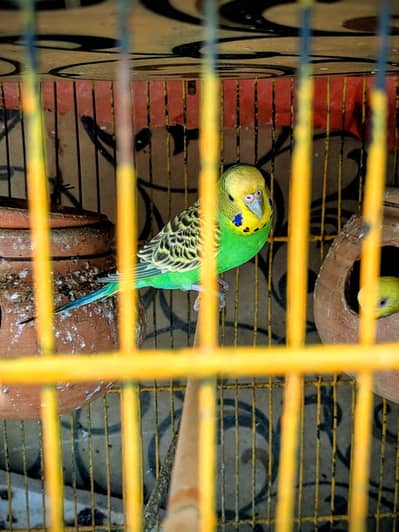 Australian parrot