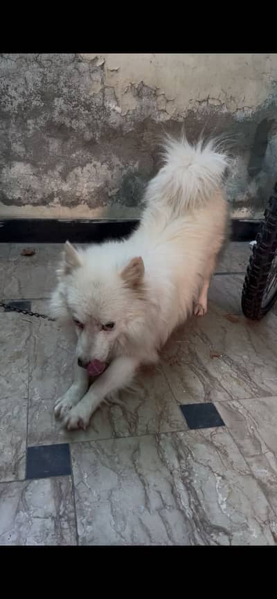 Very high quality dog Urgent sale