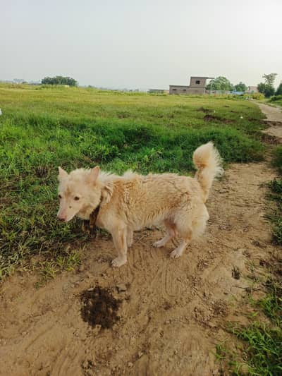 pure pink nose russian rusi dog