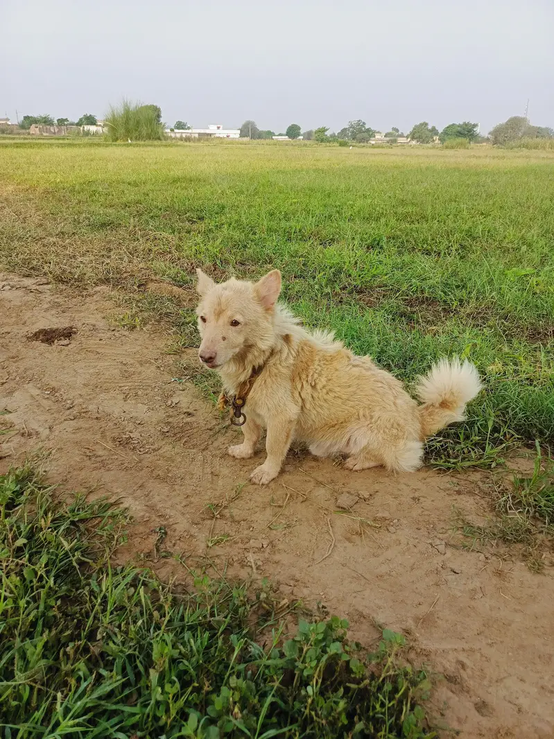 pure pink nose russian rusi dog — photo 2
