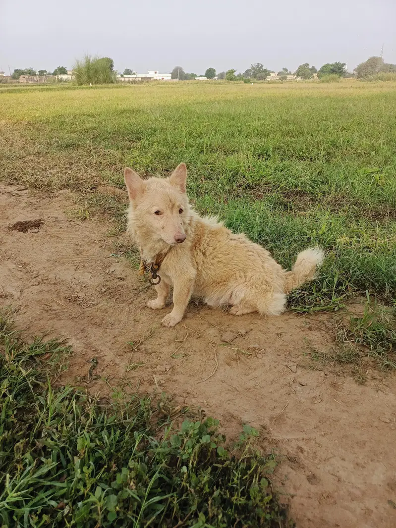 pure pink nose russian rusi dog — photo 3