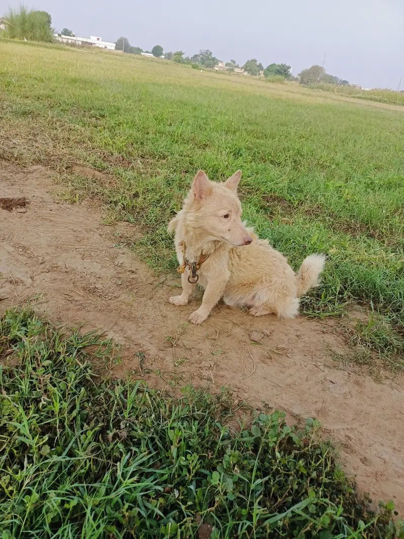 pure pink nose russian rusi dog — photo 4