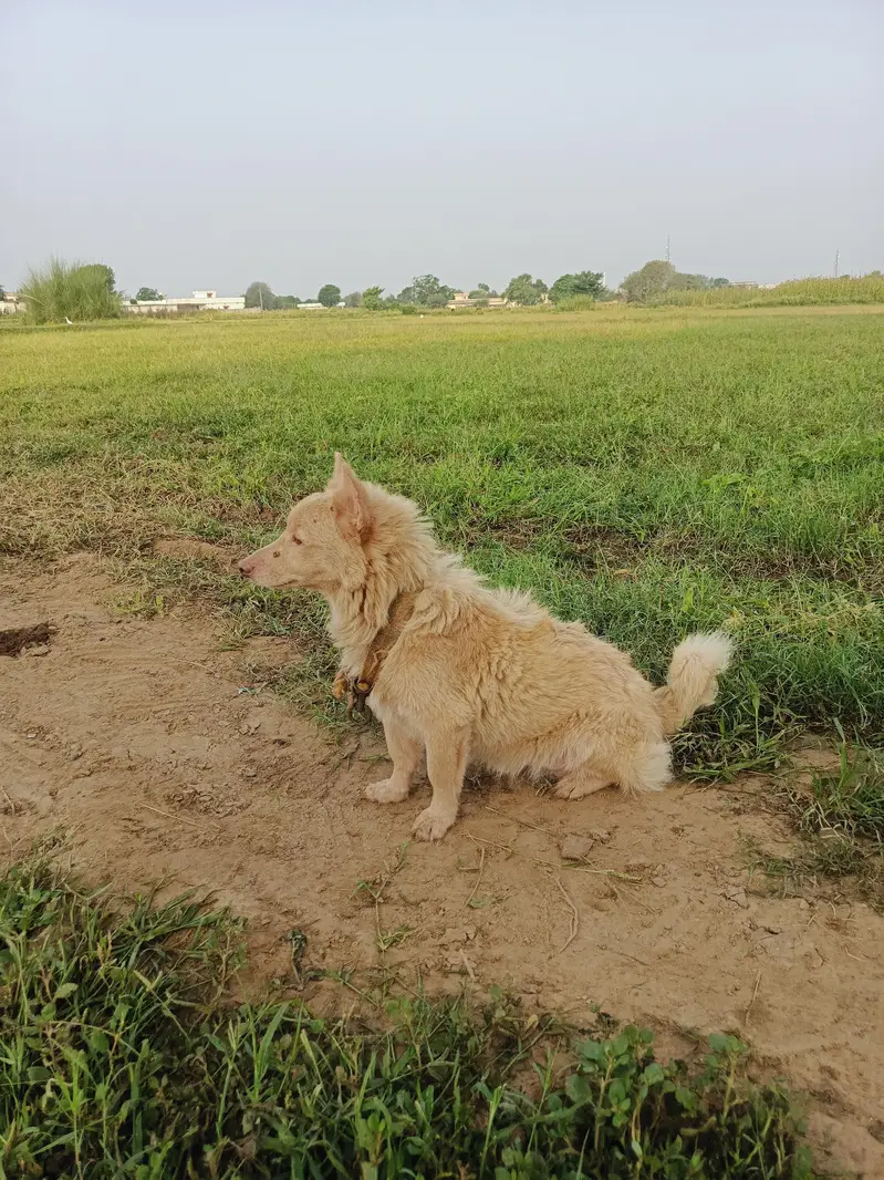 pure pink nose russian rusi dog — photo 5