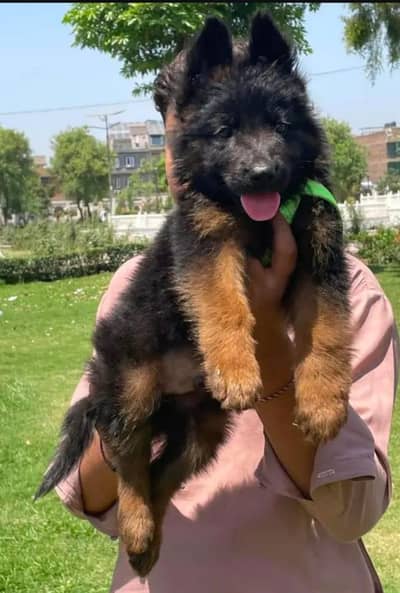 german shepherd dog puppy
