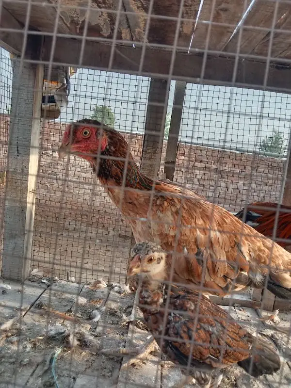 mianwali aseel margha marghi sel aseel mianwali — photo 2