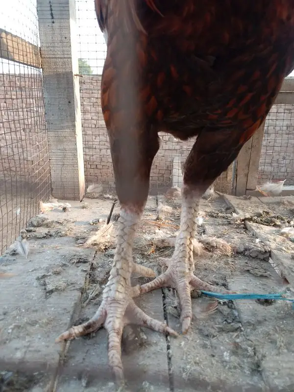 mianwali aseel margha marghi sel aseel mianwali — photo 6