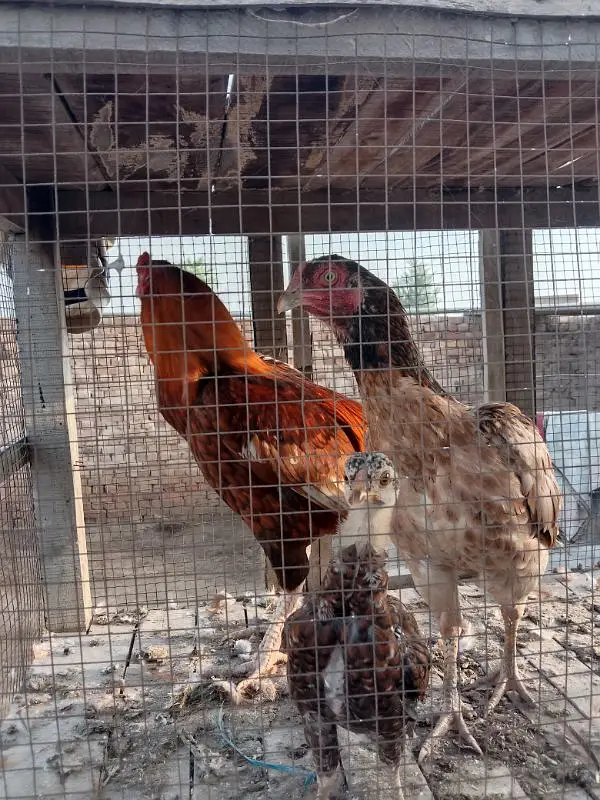 mianwali aseel margha marghi sel aseel mianwali — photo 7