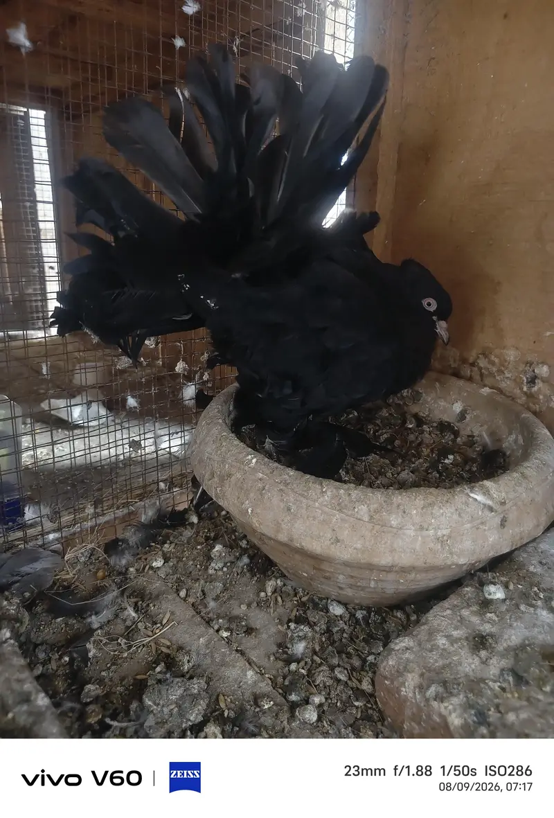 Black Just Self Female — photo 2