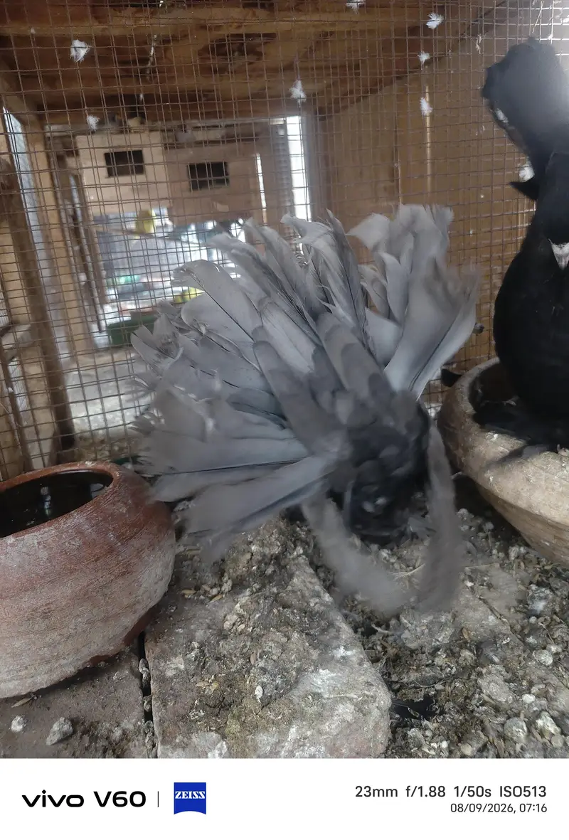Black Just Self Female — photo 3