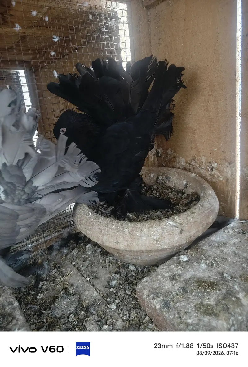 Black Just Self Female — photo 4