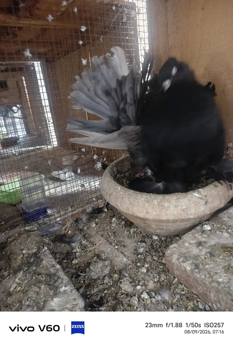 Black Just Self Female — photo 5