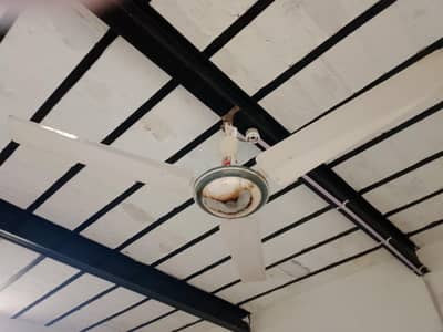 fan for sale in low price 3500 only