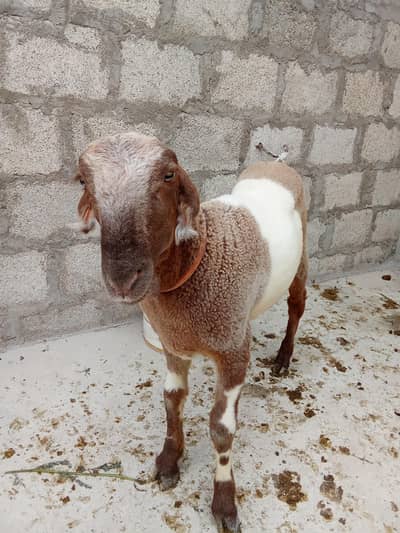 male bumba for sale
