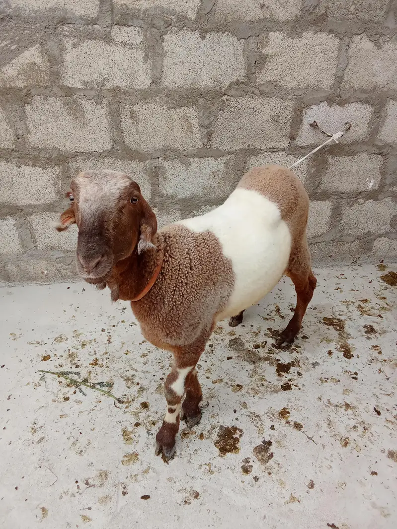 male bumba for sale — photo 2