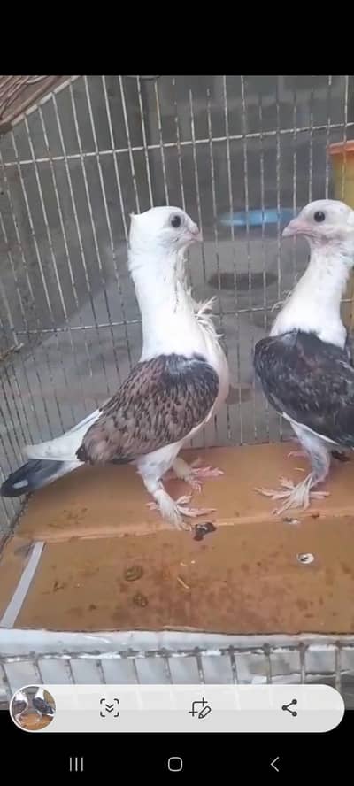 sentinate pair pigeon WhatsApp 03193750752