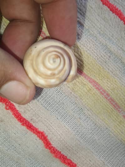 nayab samandri ghonga