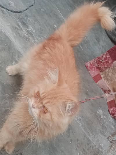 Persian cat male for sale WhatsApp number 03012522266