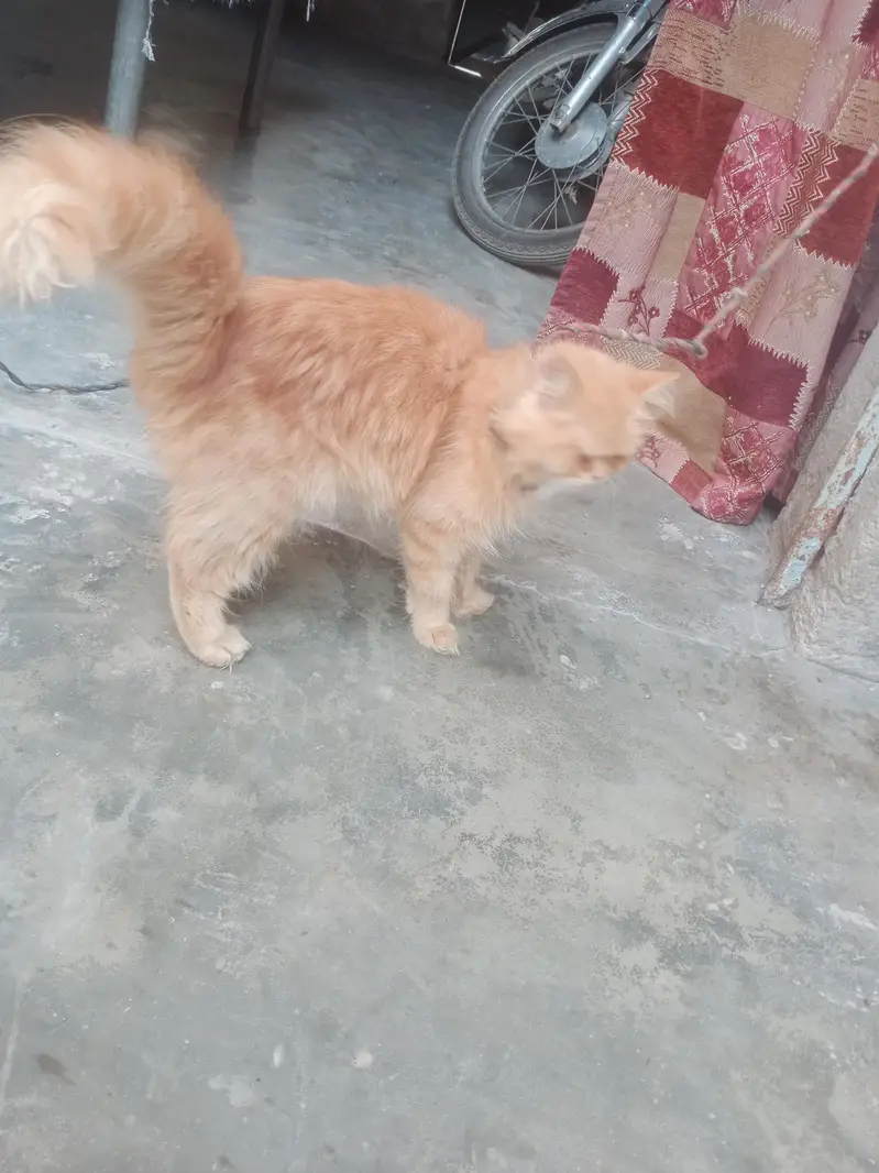 Persian cat male for sale WhatsApp number 03012522266 — photo 2