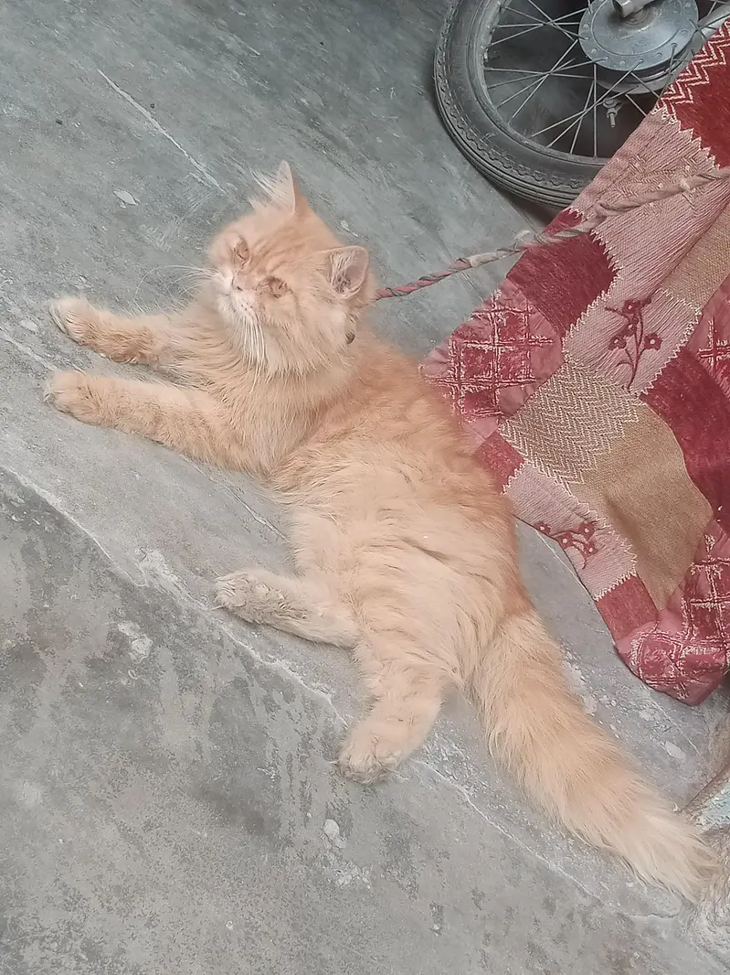 Persian cat male for sale WhatsApp number 03012522266 — photo 3