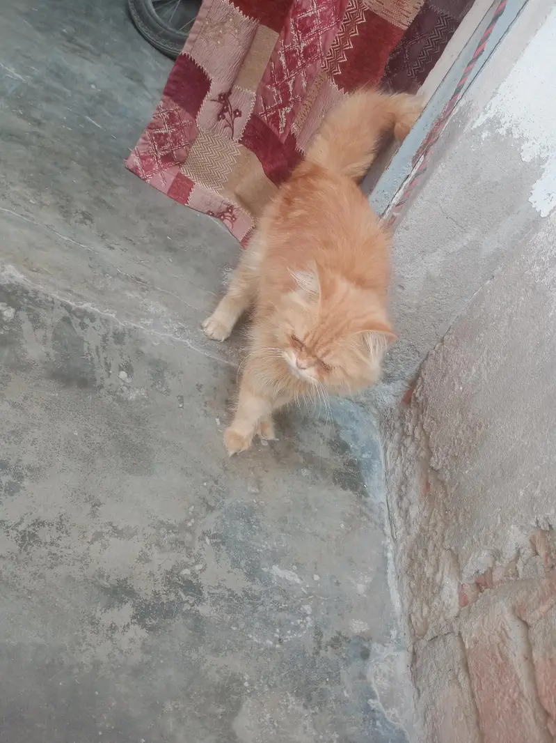 Persian cat male for sale WhatsApp number 03012522266 — photo 4