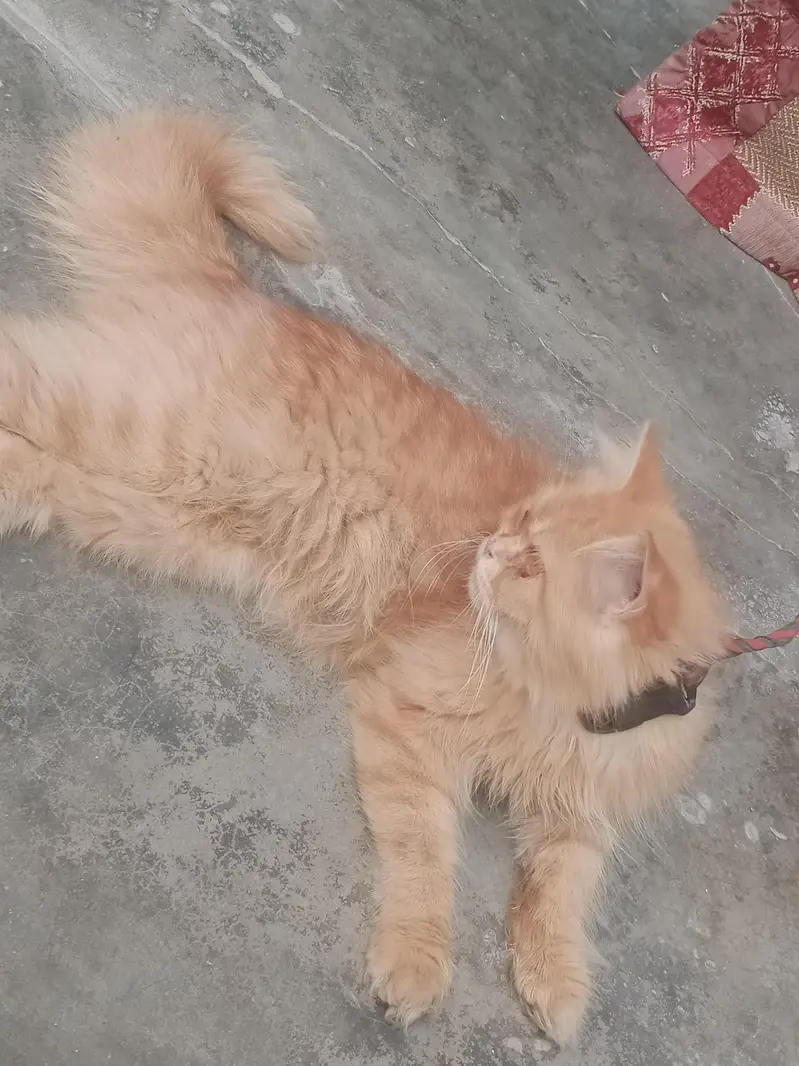 Persian cat male for sale WhatsApp number 03012522266 — photo 5