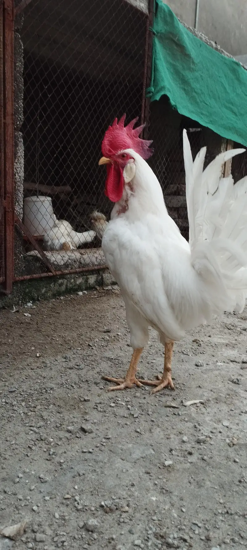 Pair of Healthy White Leghorn Roosters – Adult, Active & Beautiful — photo 4