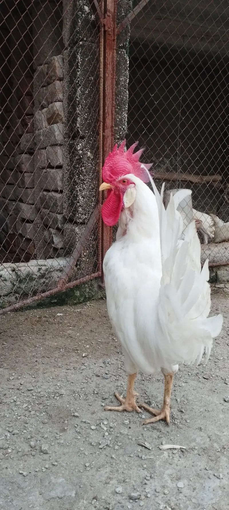 Pair of Healthy White Leghorn Roosters – Adult, Active & Beautiful — photo 2