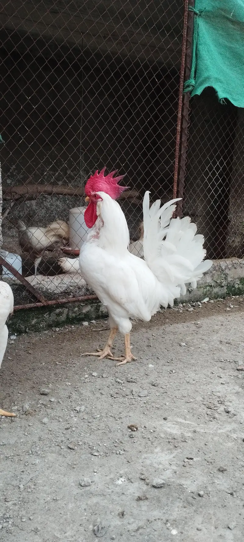 Pair of Healthy White Leghorn Roosters – Adult, Active & Beautiful — photo 3