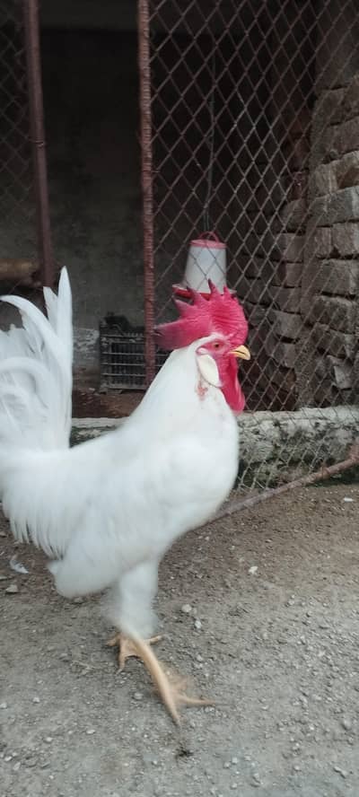 Pair of Healthy White Leghorn Roosters – Adult, Active & Beautiful