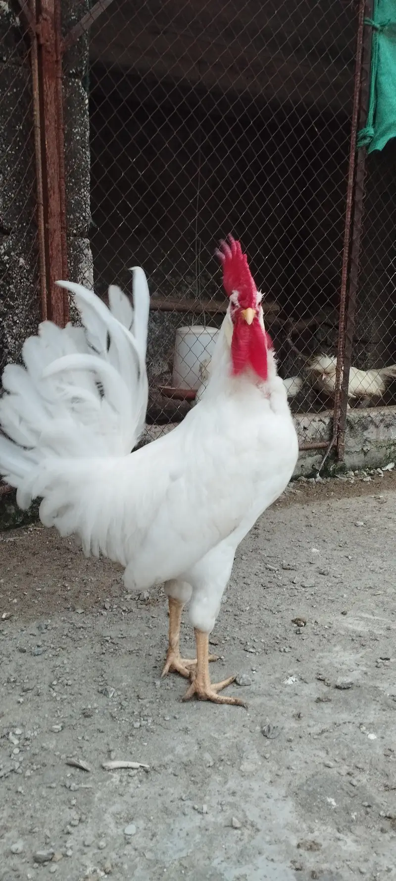 Pair of Healthy White Leghorn Roosters – Adult, Active & Beautiful — photo 5