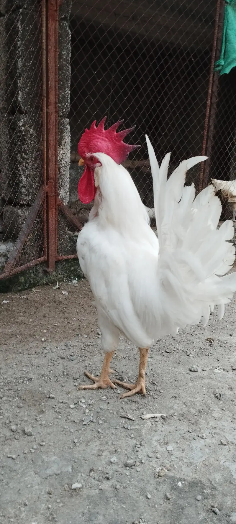 Pair of Healthy White Leghorn Roosters – Adult, Active & Beautiful — photo 6