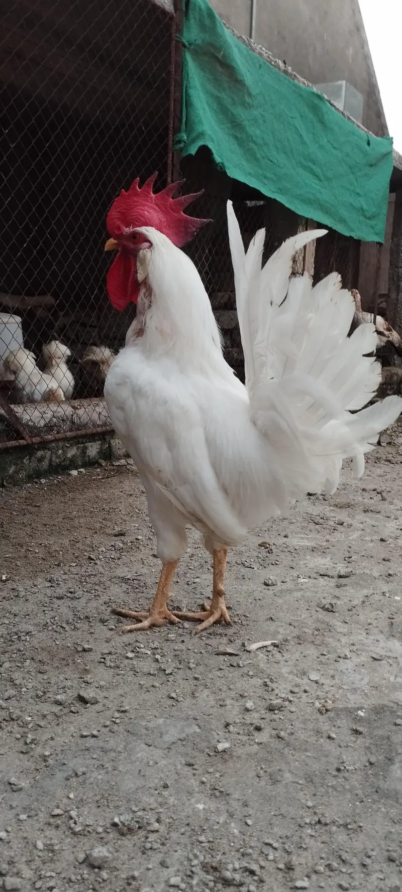 Pair of Healthy White Leghorn Roosters – Adult, Active & Beautiful — photo 7