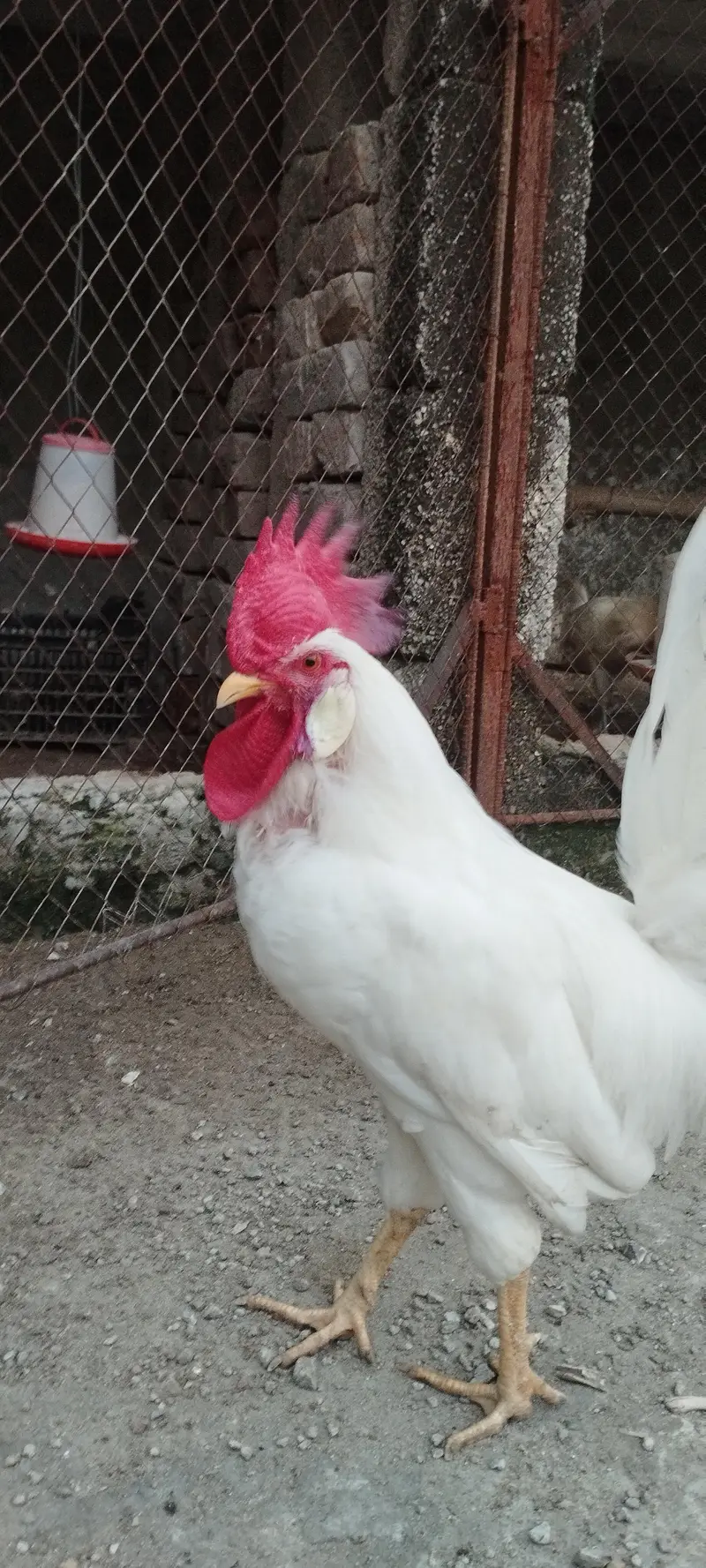 Pair of Healthy White Leghorn Roosters – Adult, Active & Beautiful — photo 8