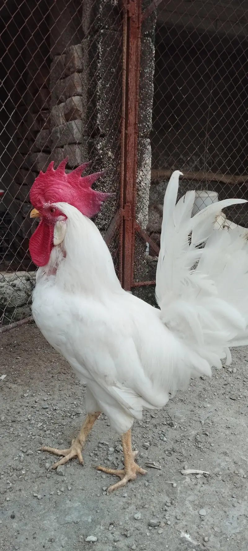 Pair of Healthy White Leghorn Roosters – Adult, Active & Beautiful — photo 9
