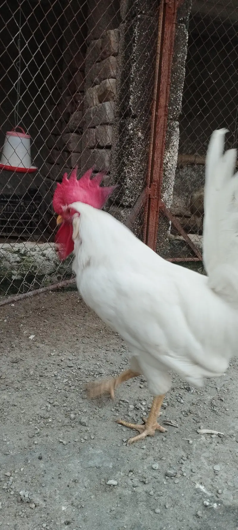 Pair of Healthy White Leghorn Roosters – Adult, Active & Beautiful — photo 10