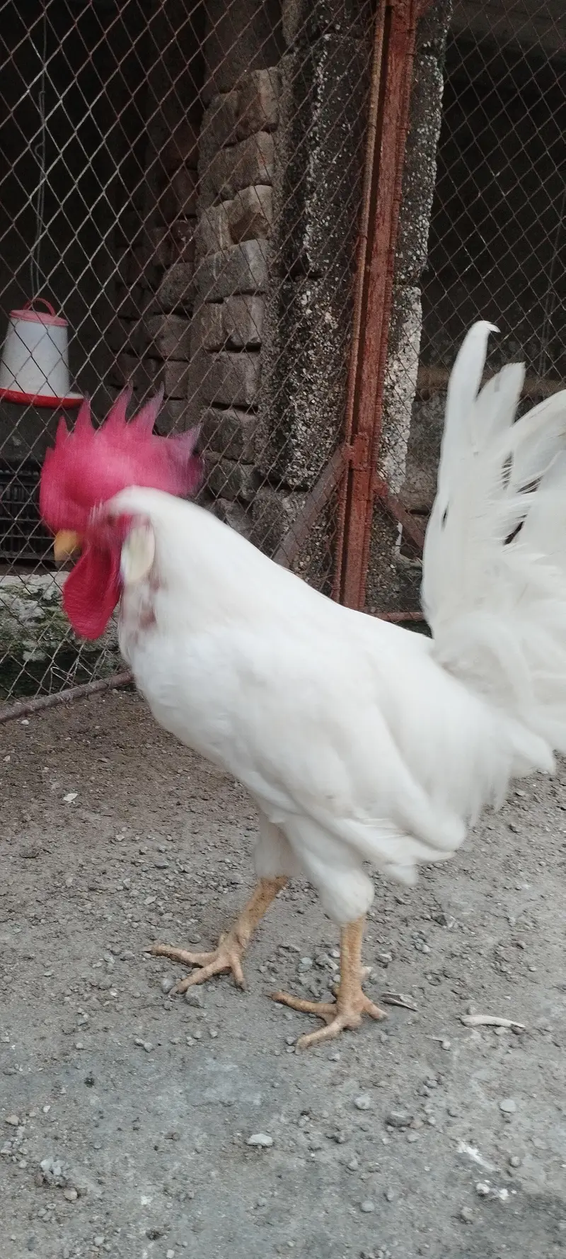 Pair of Healthy White Leghorn Roosters – Adult, Active & Beautiful — photo 11