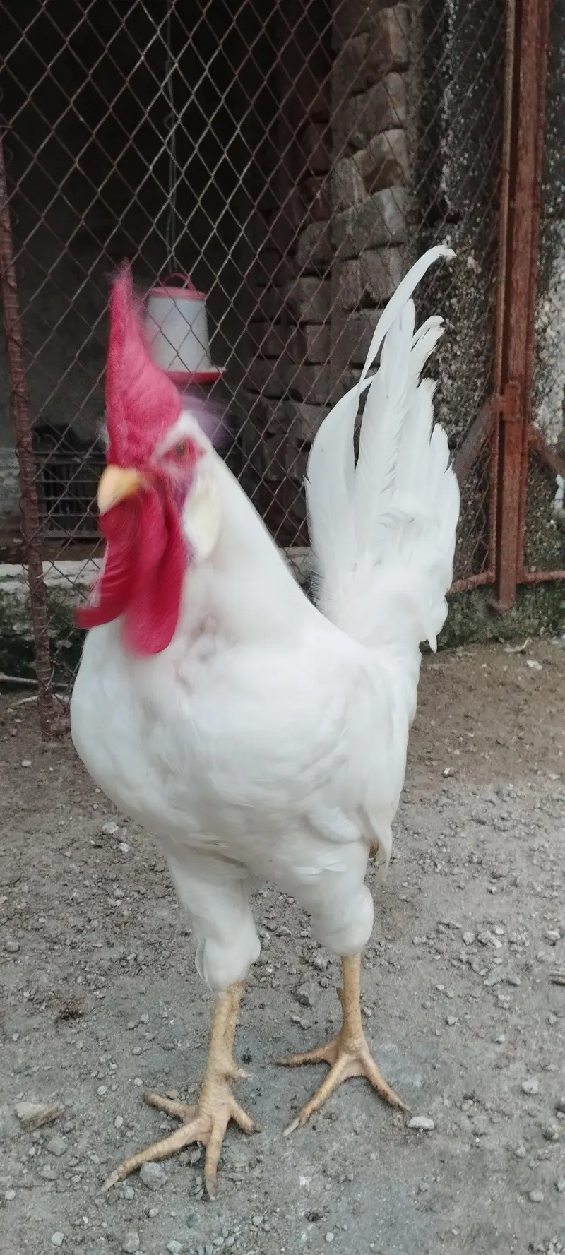 Pair of Healthy White Leghorn Roosters – Adult, Active & Beautiful — photo 12