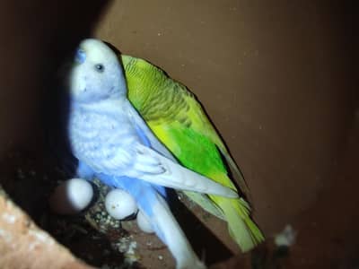 budgies with eggs and cages