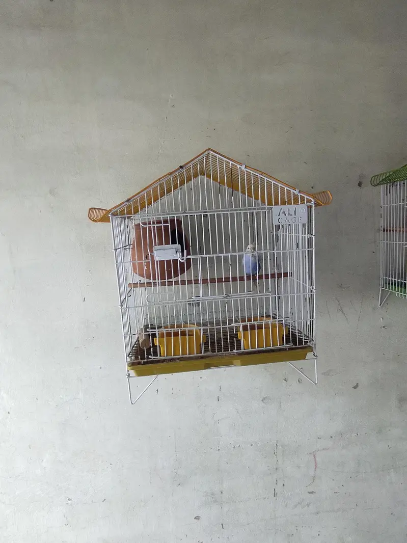 budgies with eggs and cages — photo 2