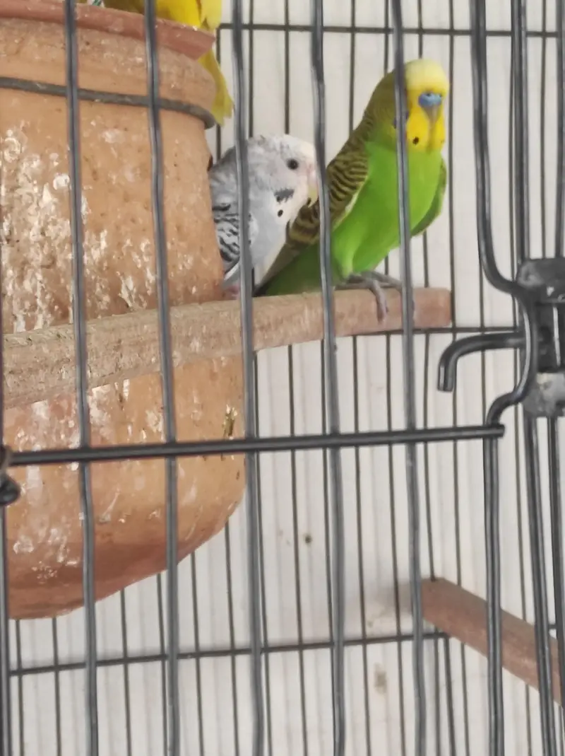 budgies with eggs and cages — photo 3
